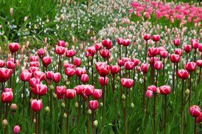 beautiful sea of tulip flowers