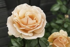 beautiful rose nature