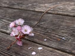 blooming sakura twig on weathered wooden surface