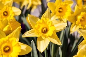 flowering time of narcissus pseudonarcissus