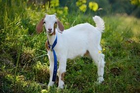 leashed goat