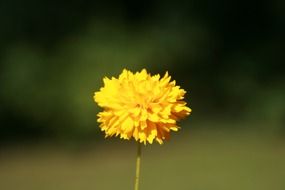 yellow fluffy blossom