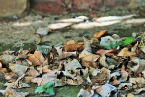 dried autumn leaves on the ground on a blurred background