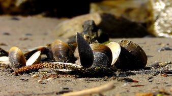 mussels on the wet beach