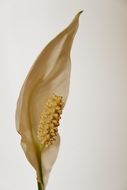 indoor plant flower