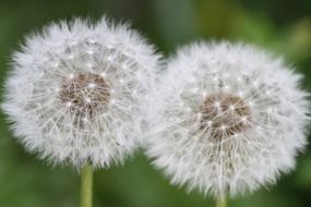 white dandelions on a blurred background
