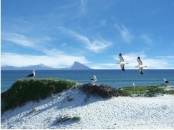 seagulls on white sand dune at blue sea, south africa, western cape