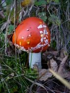 amanita mushroom in the ground in the forest