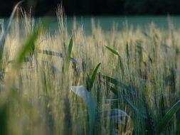 beautiful and delightful cornfield field
