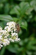 Honey bee on a plant