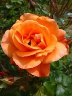 Summer orange garden rose