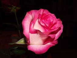 rose for birthday