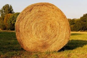 harvested hay bale