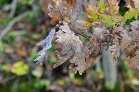 Dry faded foliage