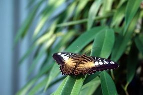 tropical butterfly on the bush leaf