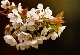 apple tree during flowering on a blurred background