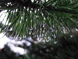 pine branches with water droplets