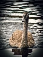 portrait of gray swan mute swan in water