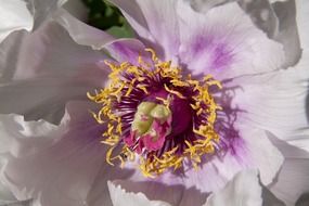 blooming peony bud flower