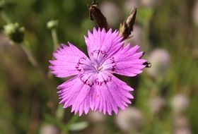 wonderful clove flower