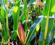 green corn cob on plant in field