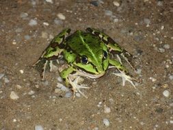 unusual beauty frog animal