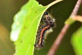 eating leaf caterpillar