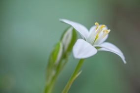 impressive blossom
