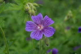 purple broad-petaled geranium flower