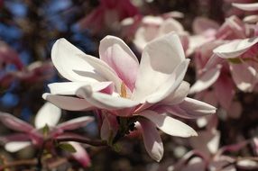 pink flowers of blooming magnolia
