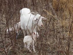 goat with kids in the outdoors