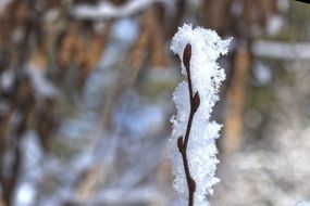 tree twig in snow