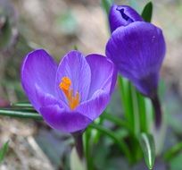 closeup photo of purple crocus blossoms in springtime