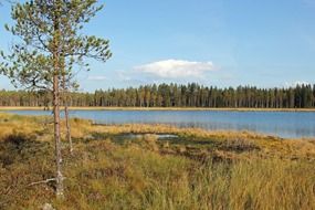 lake among trees in finland