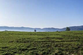 green misty morning meadow