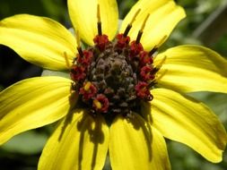 yellow flower with a brown middle