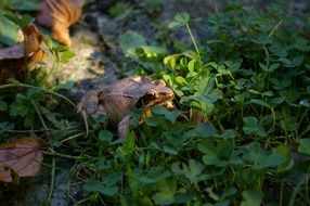 Toad in the green grass