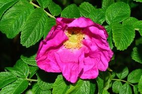 pink wild rose bush blossom