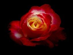 rose red with yellow center at black background