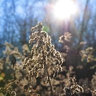 Light in autumn