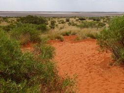 green shrubs by the salt lake