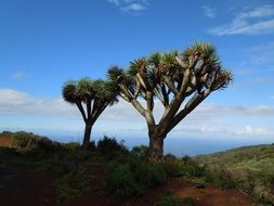 dragon tree on canary islands