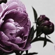 peony flower and leaves