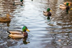 ducks swim in the pond