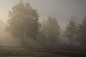 fog in the forest in nature