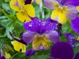 colorful pansies in the rain close up
