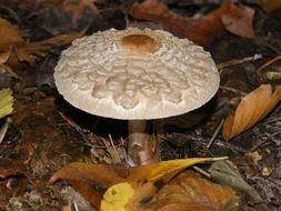 giant fungus