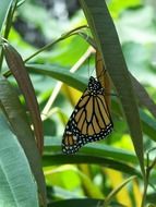 butterfly on a green leaf in the jungle