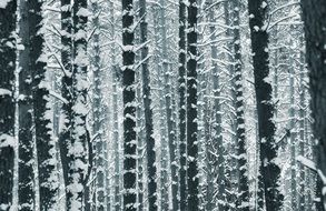 conifers in the snow