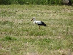 stork, black and white bird stands on moor, germany, lower saxony